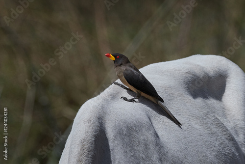 Foto Yellow-billed oxpecker (Buphagus africanus)