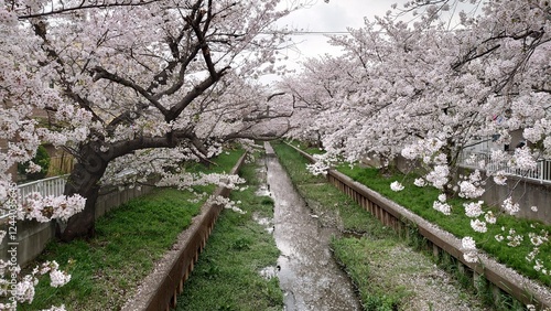 日本の桜