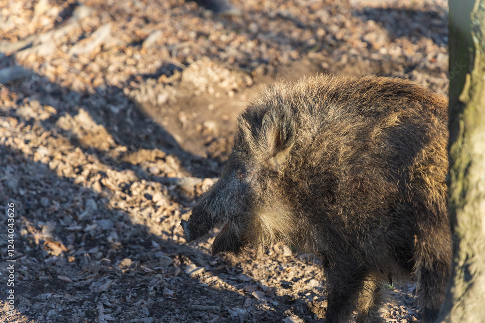 Wild boar - Sus scrofa - in the forest and by the in its natural habitat. Photo of wild nature Wild boar - Sus scrofa - in the forest and by the in its natural habitat. Photo of wild nature