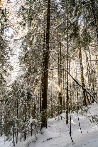 Fototapeta Naklejka Na Ścianę i Meble -  Pieniny , góry, zima, śnieg, Karpaty, mgły, Tatry, Dunajec