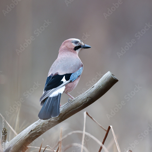 Jay sitting on an old branch
