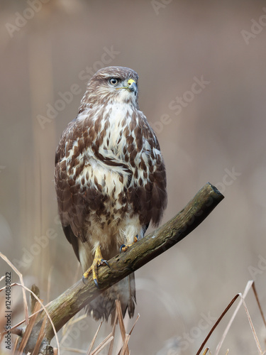 A common buzzard sitting on a branch waiting for prey