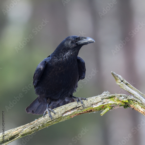 A black raven-bird sitting on a branch
