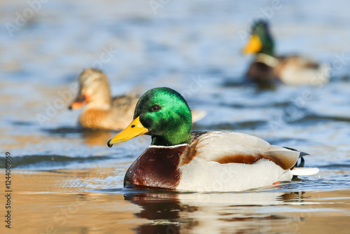 A mallard ducks male  floating on the river  foraging for wild food