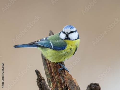 Blue tit sitting on an old tree stump