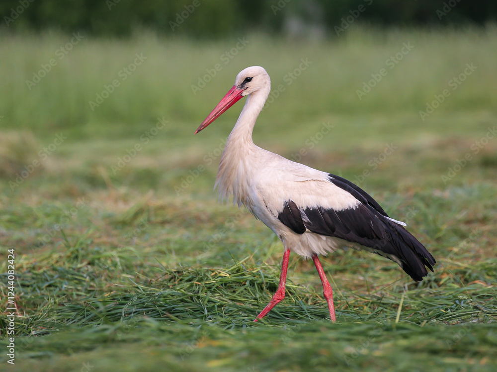A white stork walking through a green meadow foraging for wild food A white stork walking through a green meadow foraging for wild food