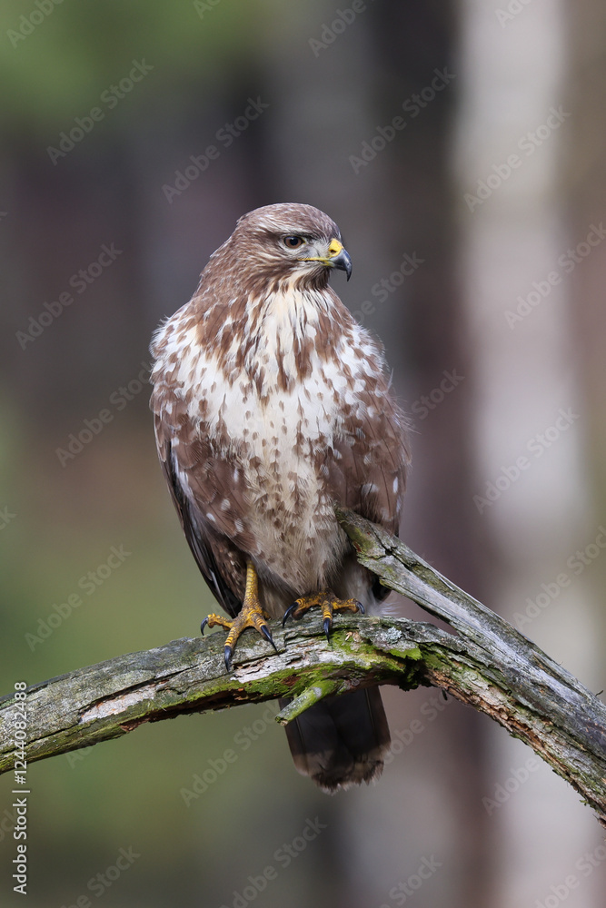 A common buzzard sitting on a branch waiting for prey A common buzzard sitting on a branch waiting for prey