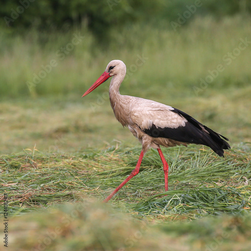 A white stork walking through a green meadow foraging for wild food