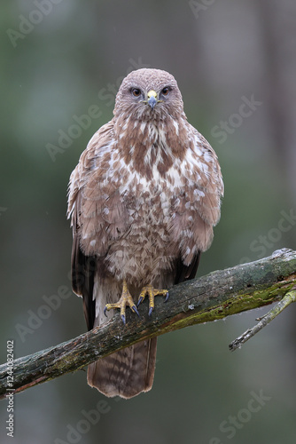 A common buzzard sitting on a branch waiting for prey