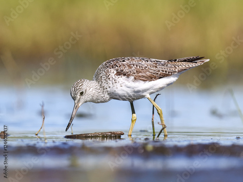 A Common greenshank wading in shallow water looking for food