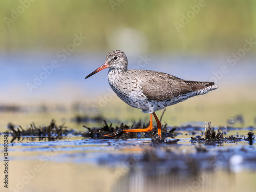 A Redshank wading in shallow water looking for food
