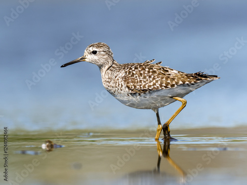 The wood sandpiper