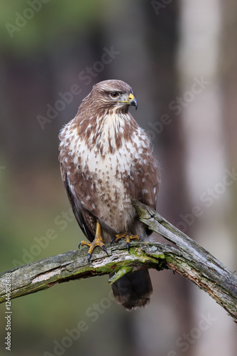 A common buzzard sitting on a branch waiting for prey