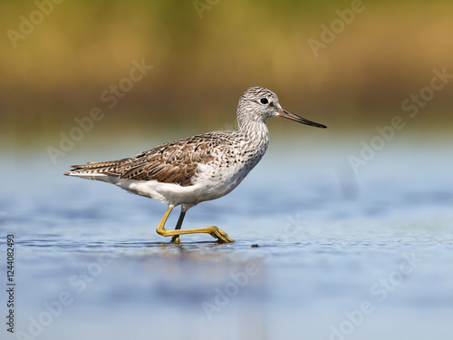 A Common greenshank wading in shallow water looking for food photo