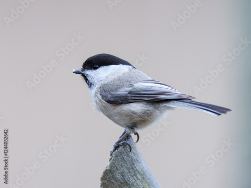 A marsh tit sitting on a branch