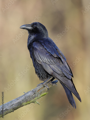 A black raven-bird sitting on a branch