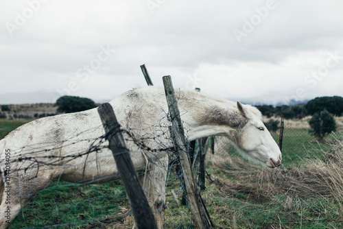 Caballo blanco atrapado entre una reja de alambre en un campo abierto, con una expresión de lucha o intento de liberación. Atmósfera dramática.