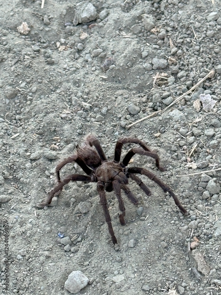 brown fuzzy tarantula crawling across dirt brown fuzzy tarantula crawling across dirt