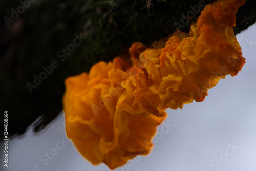 Tremella mesenterica fungi growing on a fallen tree bark with lichens. Tremella mesenterica or golden jelly fungus growing on a fallen tree branch photo