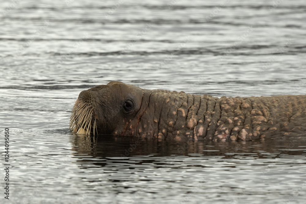 Fototapeta premium Morse, Odobenus rosmarus, Spitzberg, Svalbard, Norvège