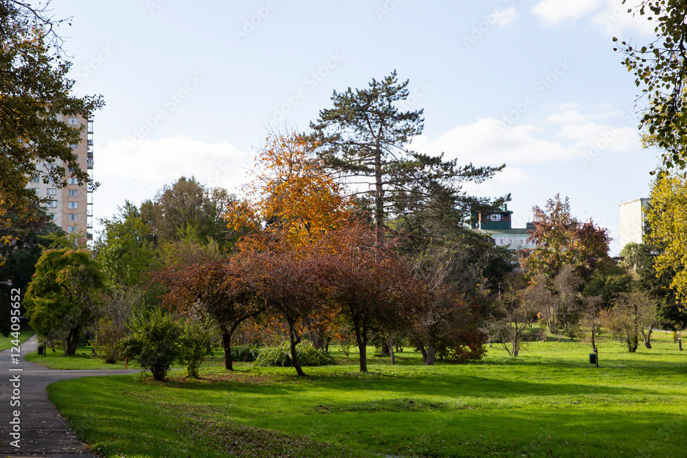 Trees in the park, autumn, beautiful landscape location Trees in the park, autumn, beautiful landscape location