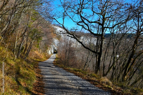 Oak tree next to a gravel road leading to a rockwall at Podtabor, Slovenia photo