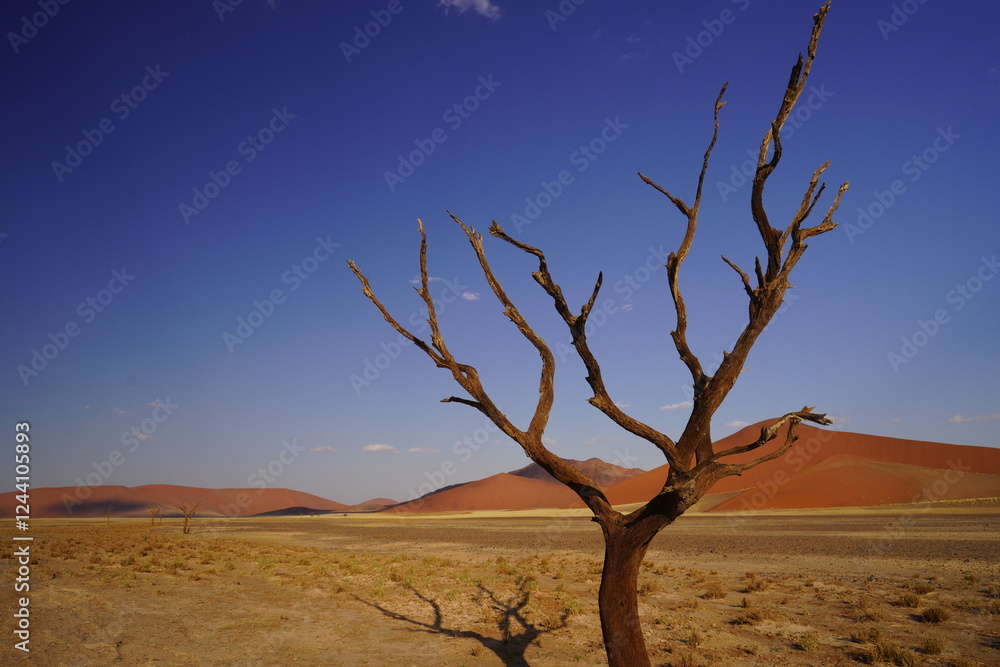 namibia desert bright colours namibia desert bright colours