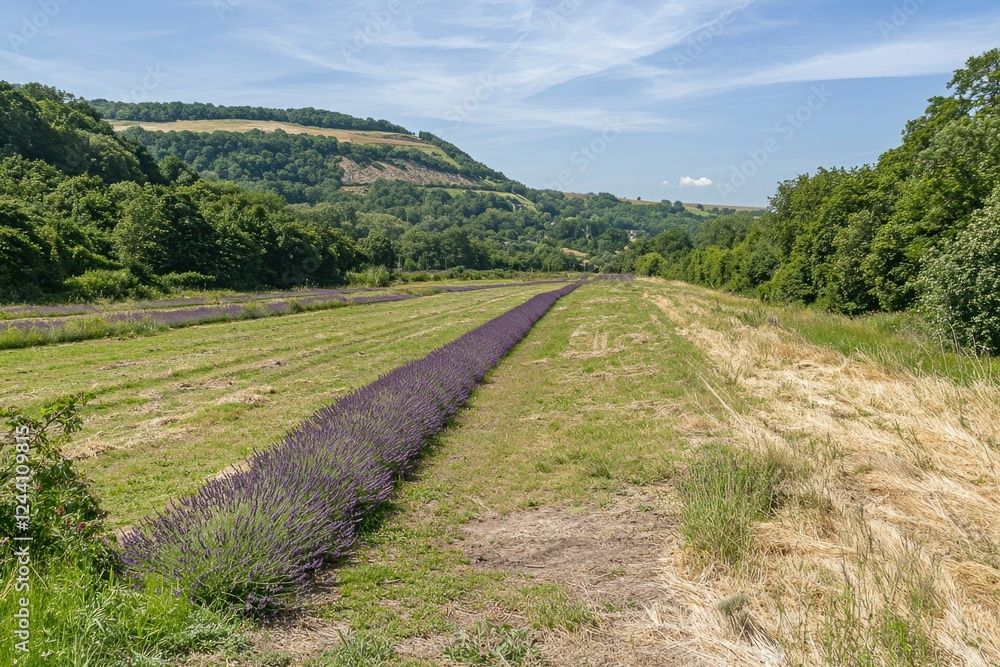 Fototapeta premium Lavender Rows In A Verdant Valley Landscape