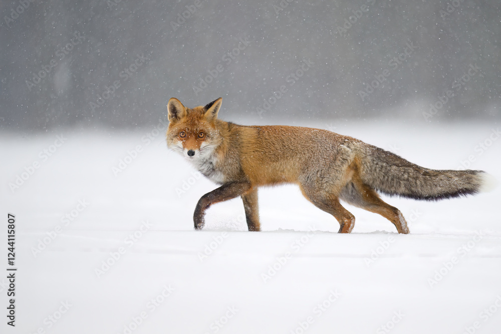 Fototapeta premium A fox hunting on a snowy meadow.