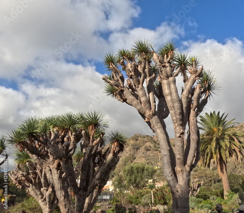 nature grande canarie