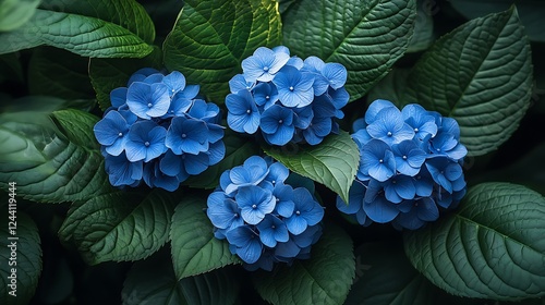 Azure Hydrangea Blooms: A vibrant cluster of azure hydrangea blossoms, nestled amidst lush green foliage, radiates tranquility and elegance, capturing the beauty of nature's delicate artistry.