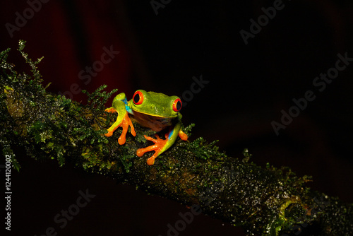 Agalychnis callidryas, commonly known as the red-eyed tree frog or red-eyed leaf frog on the branch photo