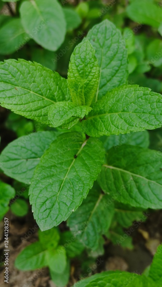 fresh mint leaves fresh mint leaves