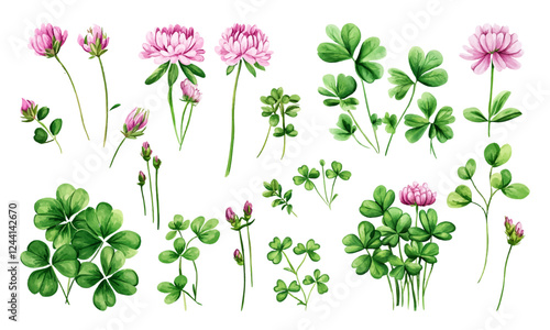 Clover pink flowers and green leaves vector clipart collection. Good luck symbol. Lucky charm