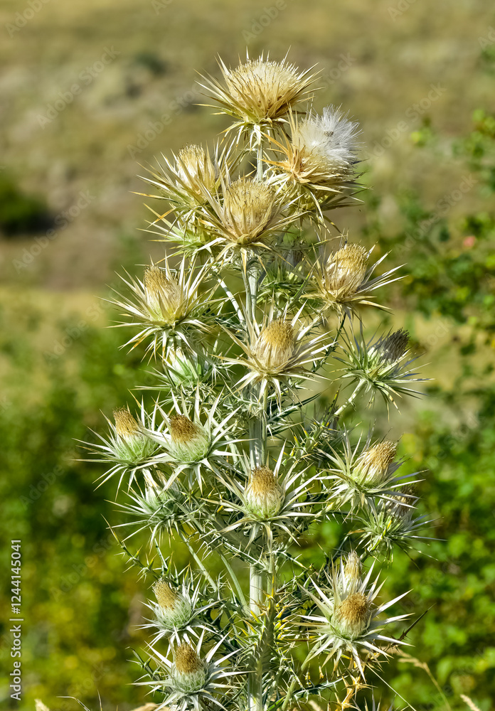 natural plants. wild thorn plant photos. natural plants. wild thorn plant photos.