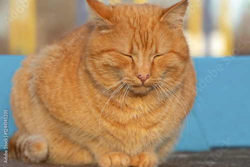 Wallpaper Mural Portrait of a ginger cat on the street.Beautiful ginger cat basking in the warm spring sun. Torontodigital.ca