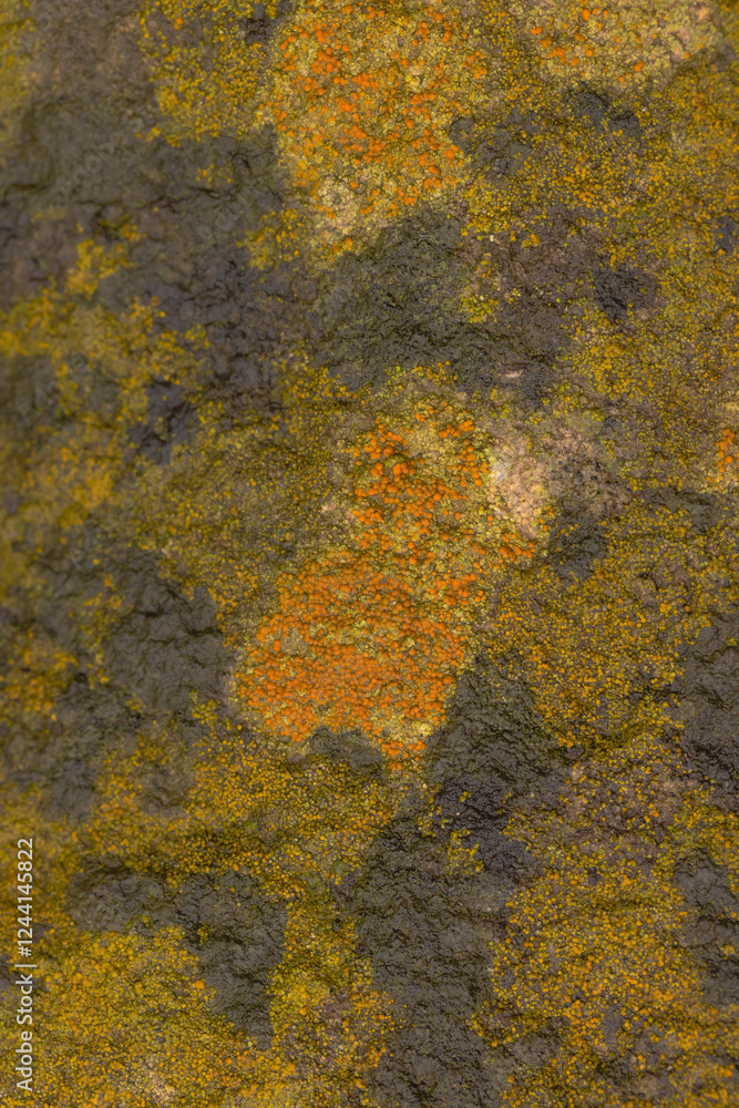 Lichens Drench In Moisture Lichens Drench In Moisture