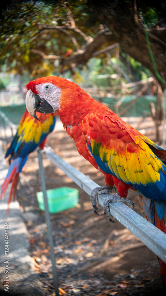 Obraz premium Scarlet macaw perched on a railing during the day