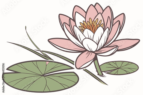 pink water lily