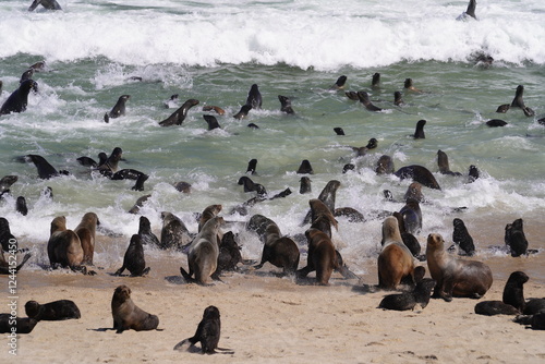 Photography seals in wild nature