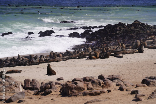 Photography seals in wild nature