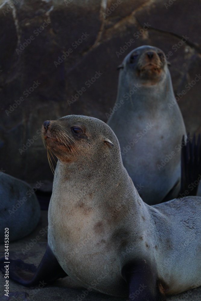 Fototapeta premium seals in wild nature
