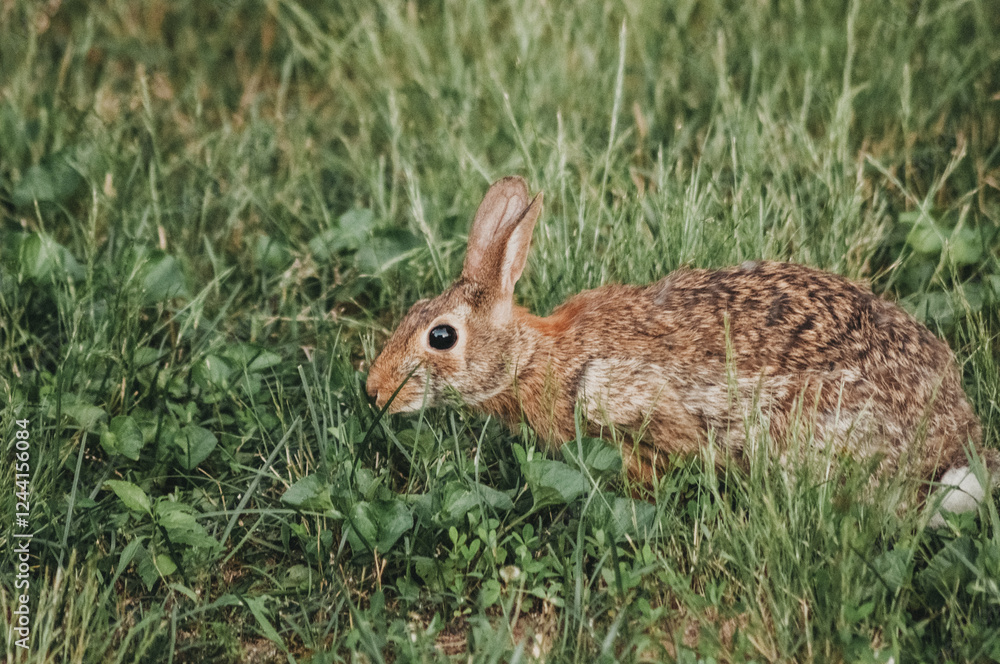 Fototapeta premium Eastern Cottontail Bunny Rabbit in Fresh, Green, Spring Grass 