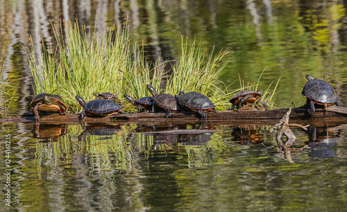 Turtles Basking In Sunshine
