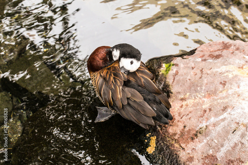 A White-Faced Whistling Duck Preens