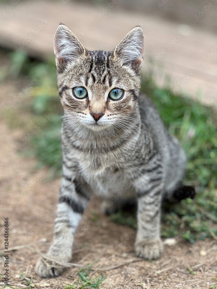 cat
cat