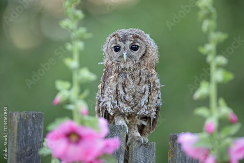Puszczyk, (Strix aluco), tawny owl