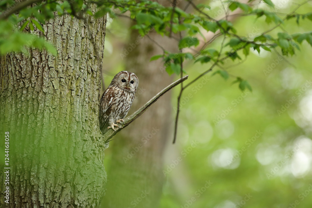 Fototapeta premium Puszczyk, (Strix aluco), tawny owl
