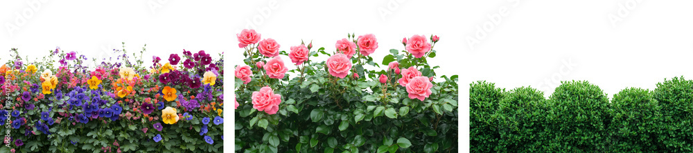Collection of Beautiful pink roses with lush green leaves isolated on white or transparent background Collection of Beautiful pink roses with lush green leaves isolated on white or transparent background
