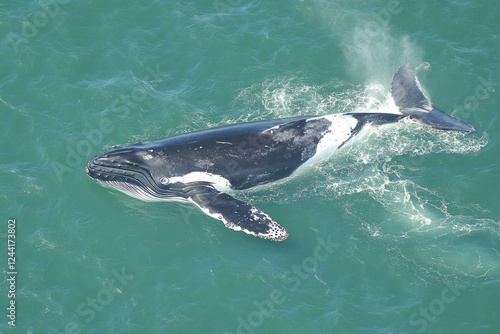 North Atlantic Right Whale